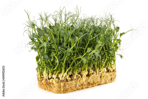 Fresh grown microgreens isolated on white background. Home grown healthy superfood microgreens.  Sprouted peas Seeds