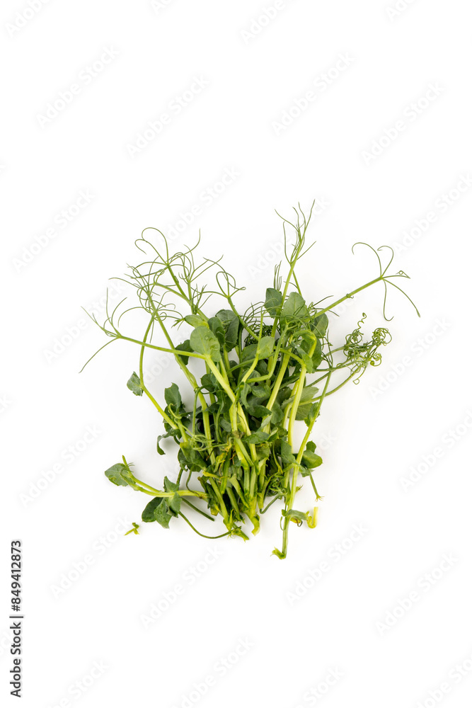 Fresh grown microgreens isolated on white background. Home grown healthy superfood microgreens. Sprouted peas Seeds Fresh grown microgreens isolated on white background. Home grown healthy superfood microgreens. Sprouted peas Seeds