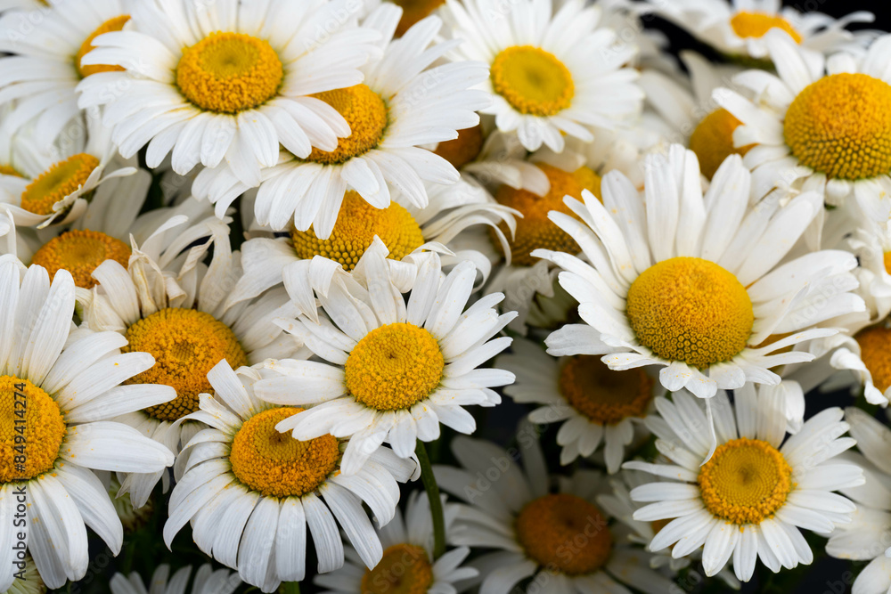 Chamomile or daisies isolated on black background. Chamomile or daisies isolated on black background.