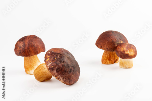 Bay bolete. Edible mushrooms (Boletus badius) isolated on white background with clipping path. Package design element. Wild forest mushrooms