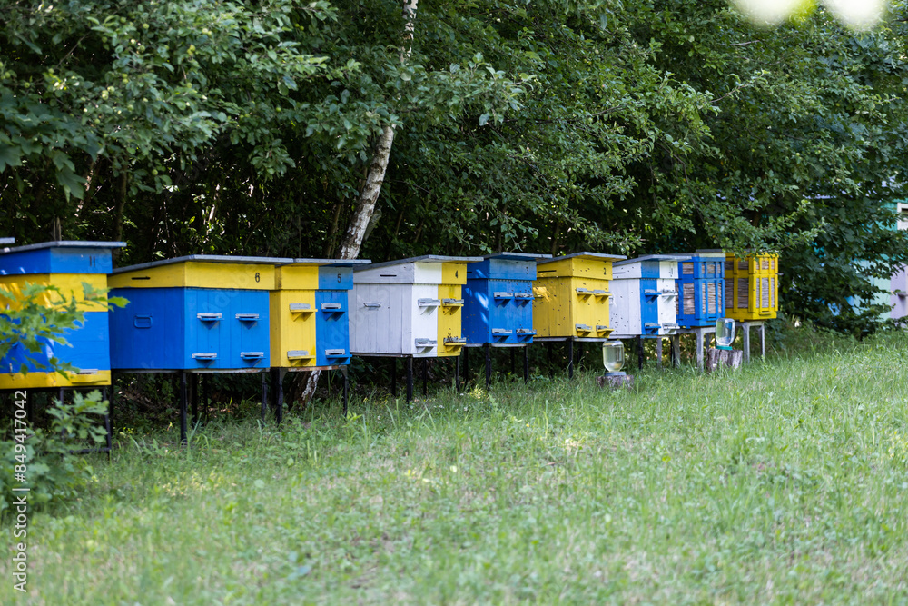 Bee hives in the forest. Bees in the beehive. Bees fly near the hive. Natural production of honey Bee hives in the forest. Bees in the beehive. Bees fly near the hive. Natural production of honey