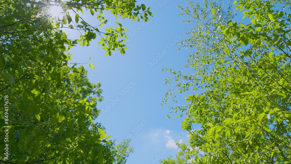 Fototapeta premium Hiking Trail Walking Path In Wild Green Deciduous Forest Moving Forward. Beautiful Forest.