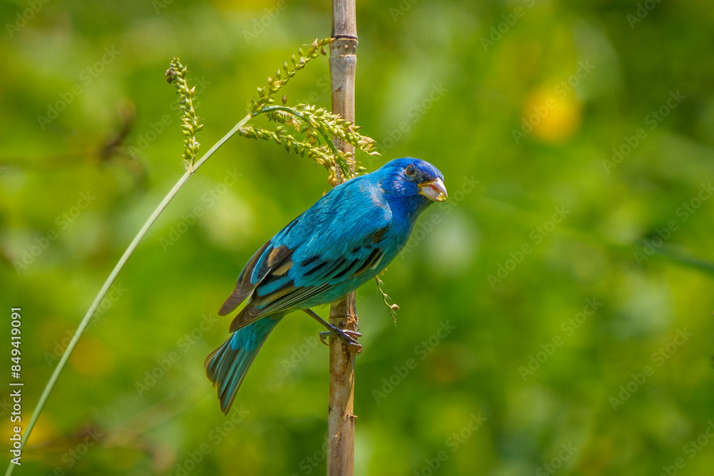 Fototapeta premium Indigo Bunting