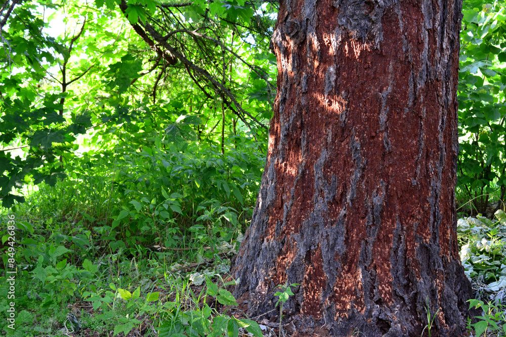 a tree trunk with a red bark isolated in the forest a tree trunk with a red bark isolated in the forest