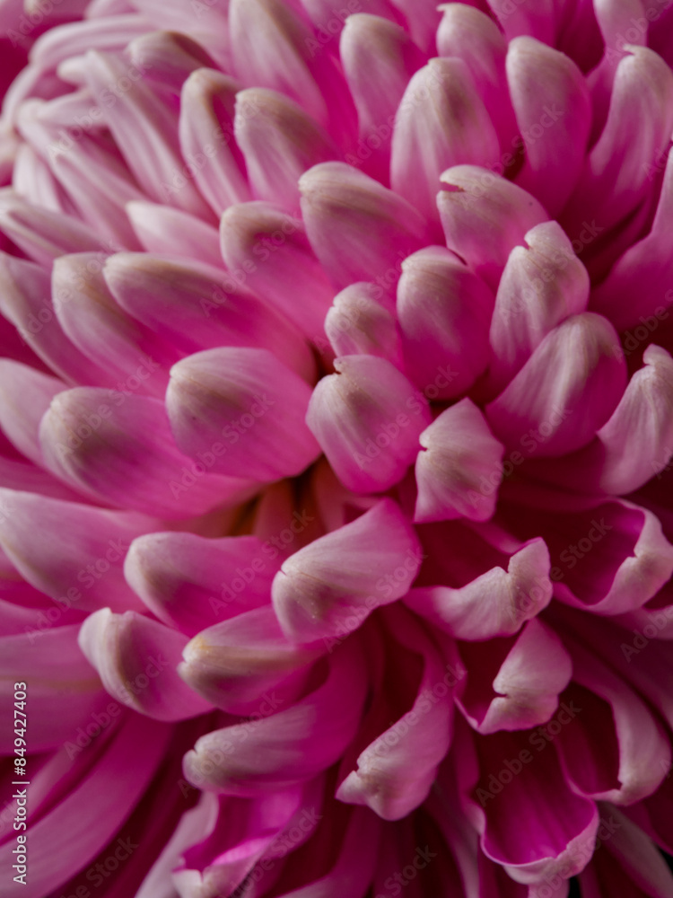 Upclose of pink peony bloom Upclose of pink peony bloom