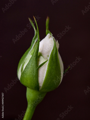 Garden daisies Leucanthemum vulgare close up. Flowering of daisies. Oxeye daisy, Daisies, Dox-eye, Common daisy, Moon daisy. Macro Chamomile or camomile flower with drops of water on the white petals