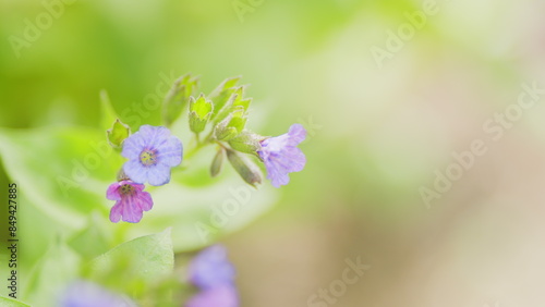 Flowering of spring flowers on the edge of the forest on a sunny day. Plant of Pulmonaria officinalis. Close up. © artifex.orlova