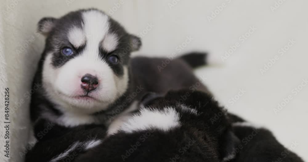 Adorable Siberian Husky Puppies Playing Together Adorable Siberian Husky Puppies Playing Together