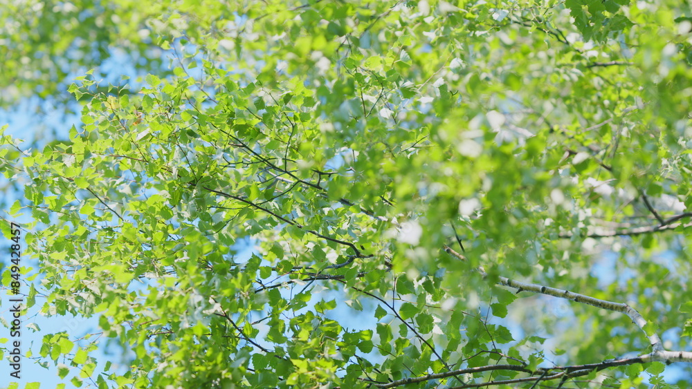 Fototapeta premium Birch tree branch, betula pendula. Silver birch. Summer birch catkins on branch on blue sky background. Slow motion.