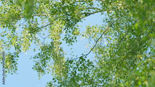 Branch of a birch tree. World environment day. Summer birch catkins on branch without leaves. Slow motion.