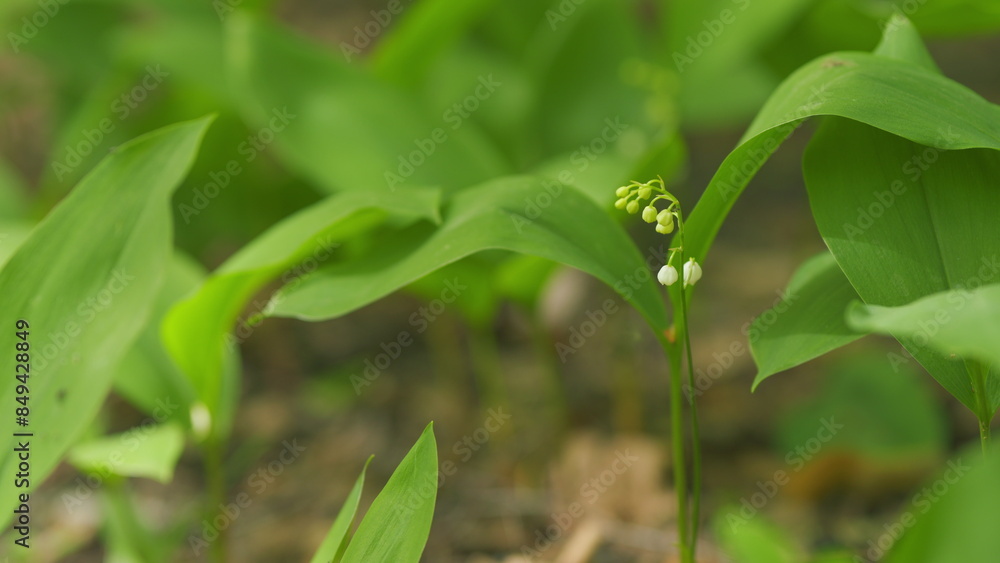 Leaves and flowers of lilies of the valley in spring. White lily of the valley flowers fluttering in the wind. Slow motion. Leaves and flowers of lilies of the valley in spring. White lily of the valley flowers fluttering in the wind. Slow motion.