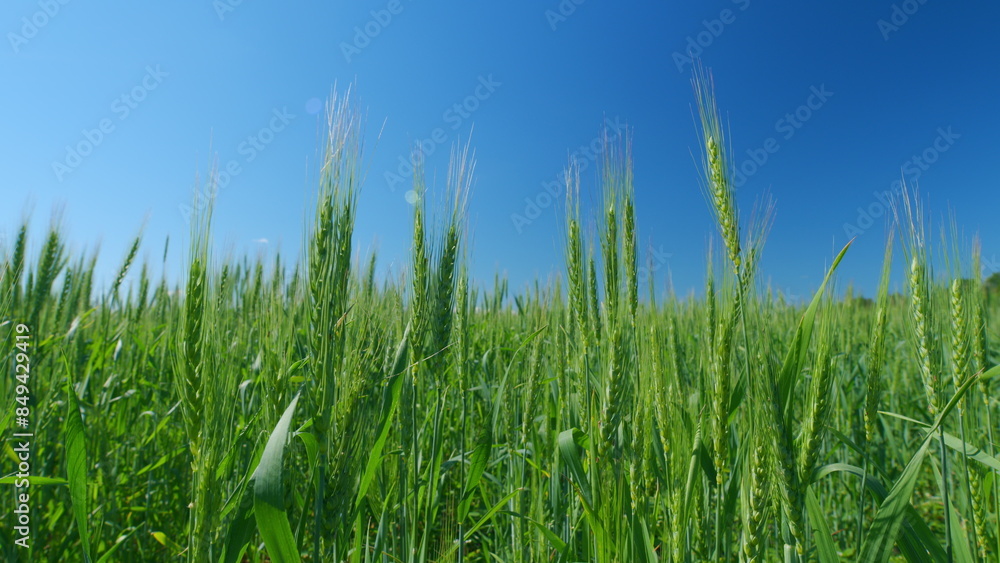 Obraz premium Green unripe wheat in field at sun. Beautiful blue sky. Rich harvest ripening and agricultural concept. Low anlgle view.