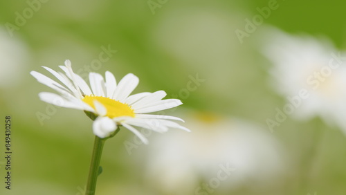 White daisy flower sways in the wind. Pharmaceutical camomile. Environmental conservation. Close up. photo