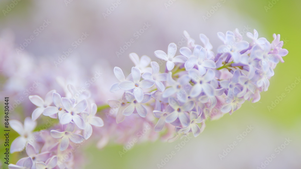 Obraz premium Blooming lilac bush. Lilac flowers bouquet background. Floral purple pink branch of lilac bush in springtime. Slow motion.