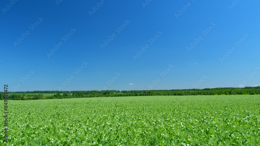 Young shoots and flowers in a field of green peas. Pea field in spring. Wide shot.