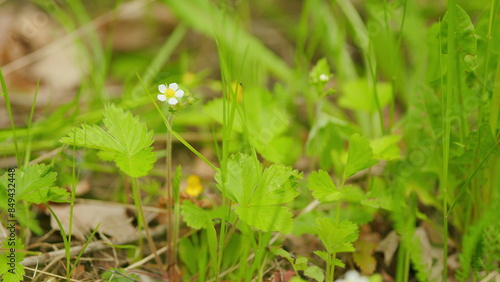 Small white flowers on a background of green foliage. White flower and green leaves of wild strawberry in the forest. Selective focus.