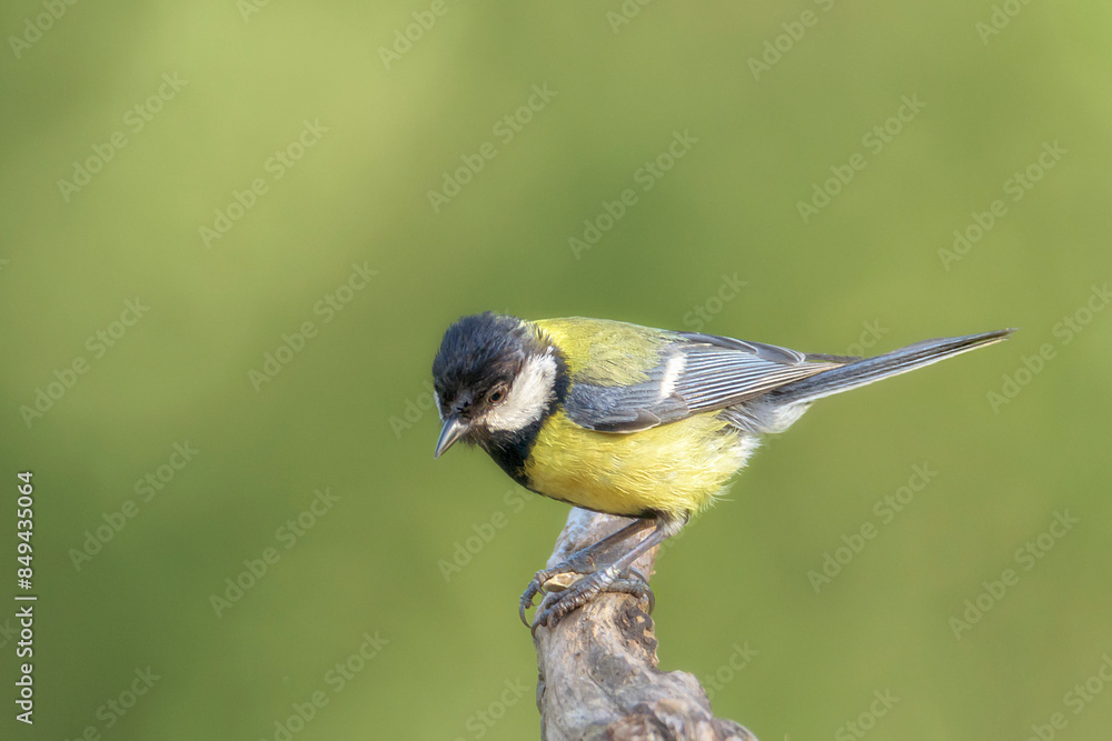 Obraz premium The great tit (Parus major) is a passerine bird in the tit family Paridae. In Bizkaia, Pais Vasco