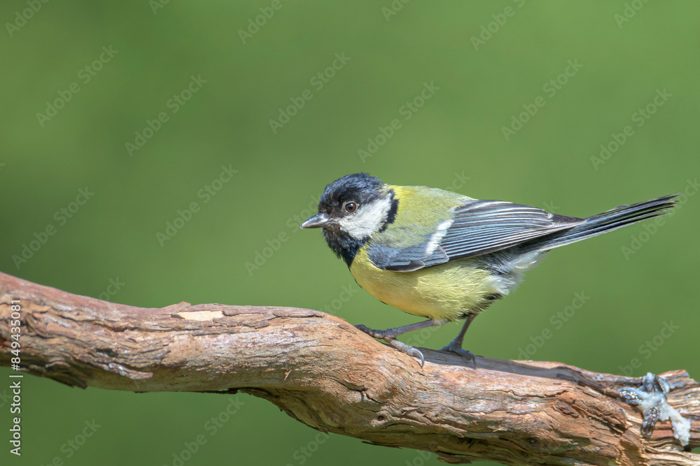 The great tit (Parus major) is a passerine bird in the tit family Paridae. In Bizkaia, Pais Vasco The great tit (Parus major) is a passerine bird in the tit family Paridae. In Bizkaia, Pais Vasco