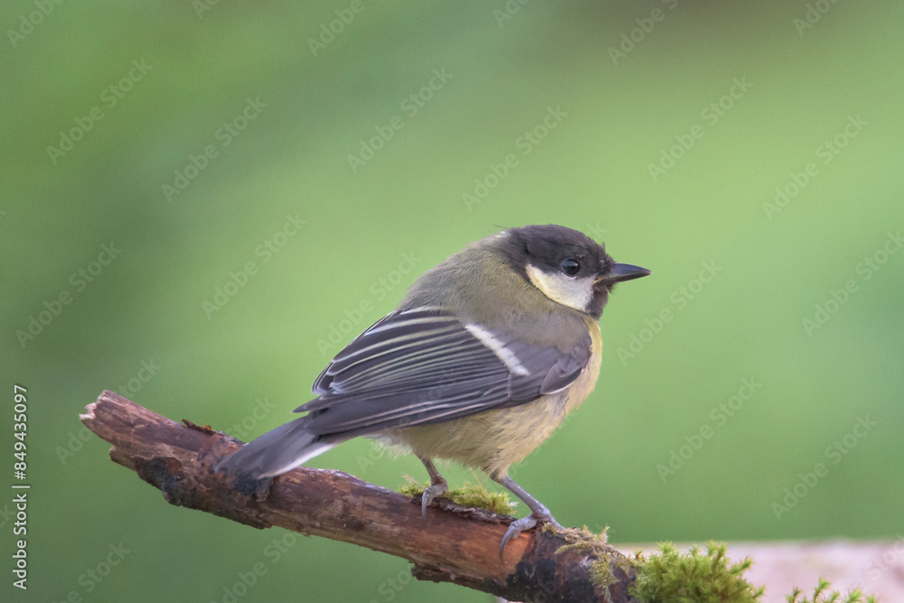 Fototapeta premium The great tit (Parus major) is a passerine bird in the tit family Paridae. In Bizkaia, Pais Vasco