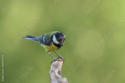 The great tit (Parus major) is a passerine bird in the tit family Paridae. In Bizkaia, Pais Vasco photo