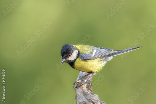 The great tit (Parus major) is a passerine bird in the tit family Paridae. In Bizkaia, Pais Vasco photo