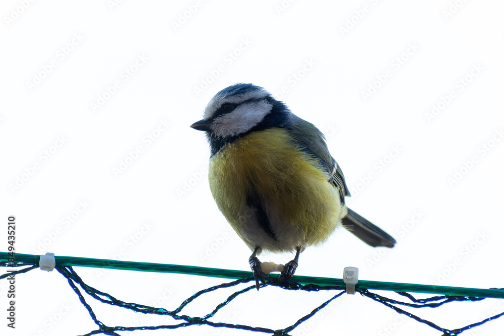 Obraz premium Macro close-up of a colorful bird with detailed feathers, wildlife photography showcasing nature beauty and animal portrait in sharp focus 