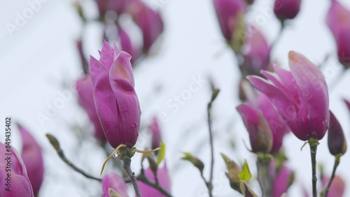 Spring Flowering. Blooming Pink Magnolia Or Magnolia Liliflora. Pink Magnolia Tree Flowers. photo