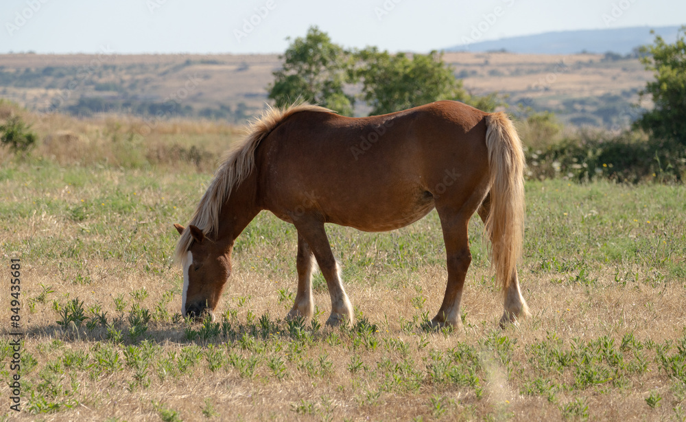 Young brown and white Anglo-Sardinian Arabian foal eating grass and playing Young brown and white Anglo-Sardinian Arabian foal eating grass and playing