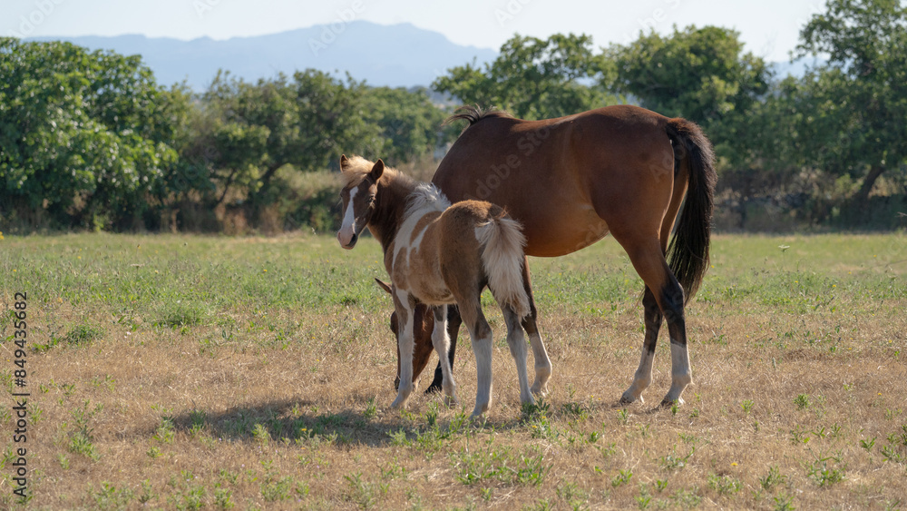 Young brown and white Anglo-Sardinian Arabian foal eating grass and playing Young brown and white Anglo-Sardinian Arabian foal eating grass and playing