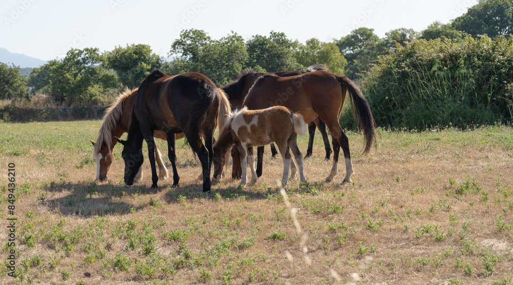 Young brown and white Anglo-Sardinian Arabian foal eating grass and playing Young brown and white Anglo-Sardinian Arabian foal eating grass and playing