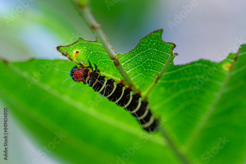 A caterpillar of the Asota plana lacteata moth can be seen under the green leaves, showing off its red legs, black body, white hairs and yellow rings. photo