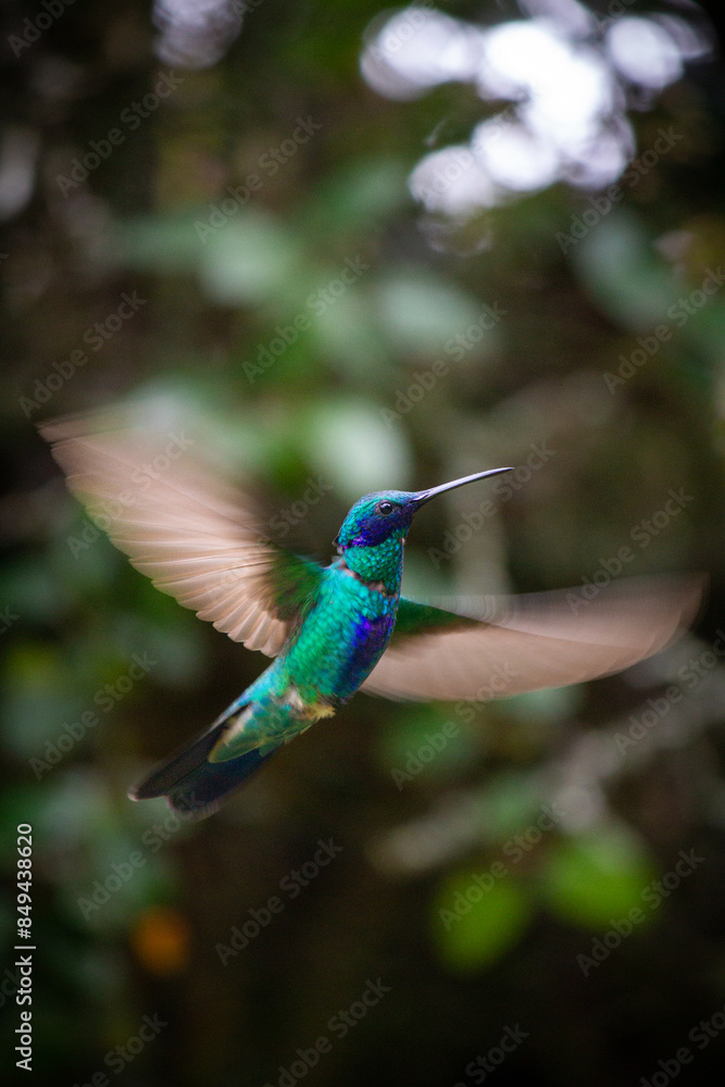 Obraz premium hummingbird in flight