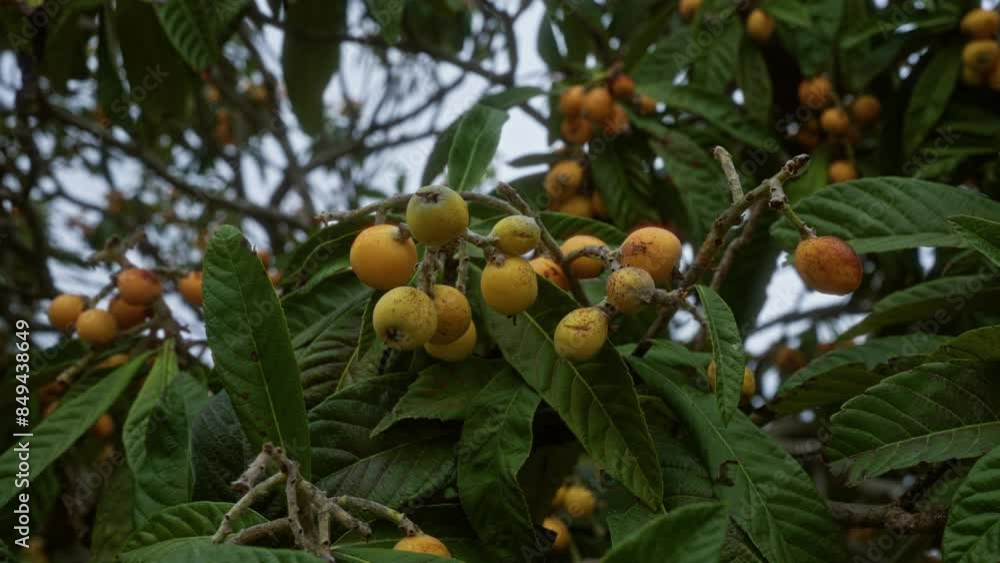 Close-up shot of ripe yellow loquats hanging from the branches among green leaves in an outdoor italian orchard in puglia. Close-up shot of ripe yellow loquats hanging from the branches among green leaves in an outdoor italian orchard in puglia.