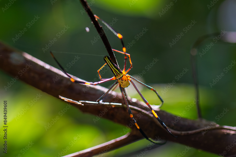 A Nephila pilipes spider, also known as the giant golden orb-weaver spider, was photographed in its web. Wulai, Taiwan. A Nephila pilipes spider, also known as the giant golden orb-weaver spider, was photographed in its web. Wulai, Taiwan.