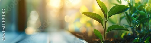 A close-up of a green plant with blurred background.