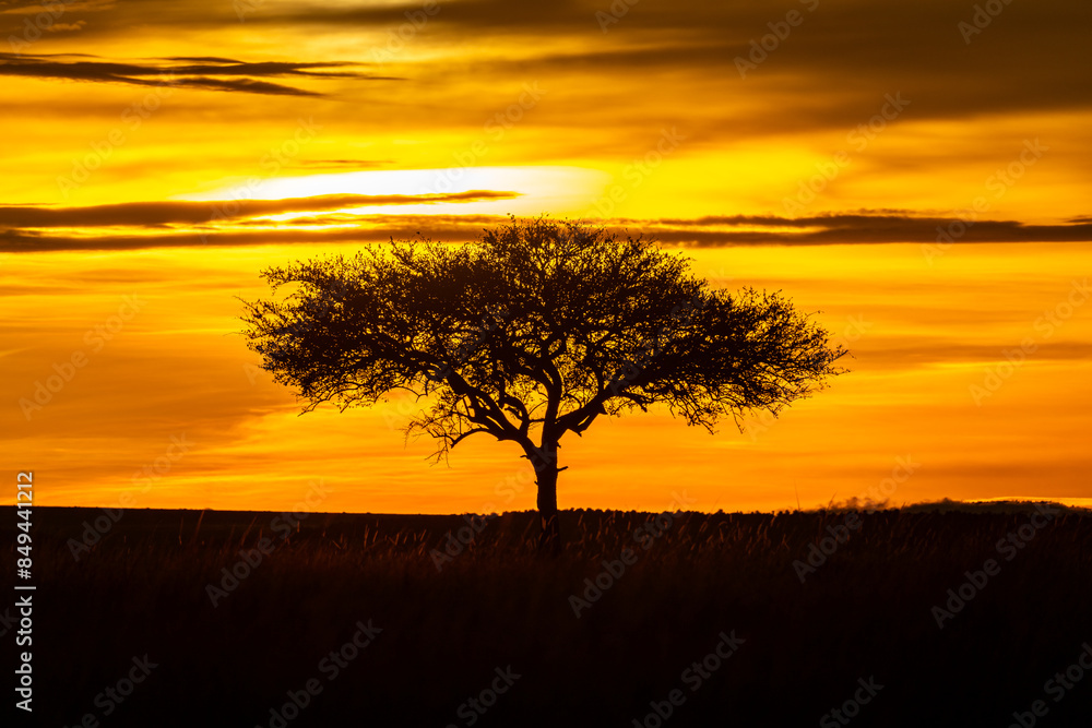 An African Acacia Tree At Sunset With Dramatic Clouds In The Background. Maasai Mara, Kenya. An African Acacia Tree At Sunset With Dramatic Clouds In The Background. Maasai Mara, Kenya.