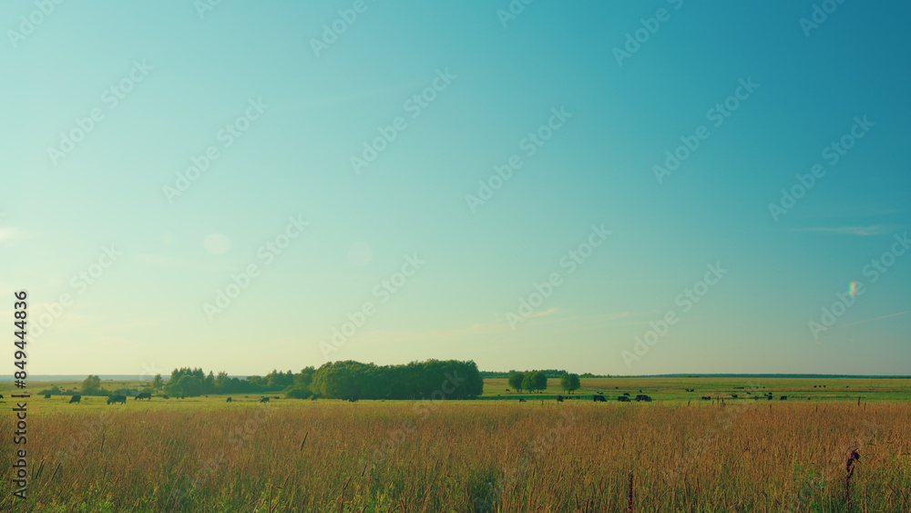 Fototapeta premium Black Cows In A Grassy Field On A Bright And Sunny Day. Cows On Green Meadow And Blue Sky With Clouds.