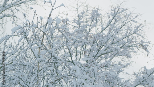 Tree Branches In Snow After A Snowfall. Leaves Snowy Covering Lie In Cold Forest.