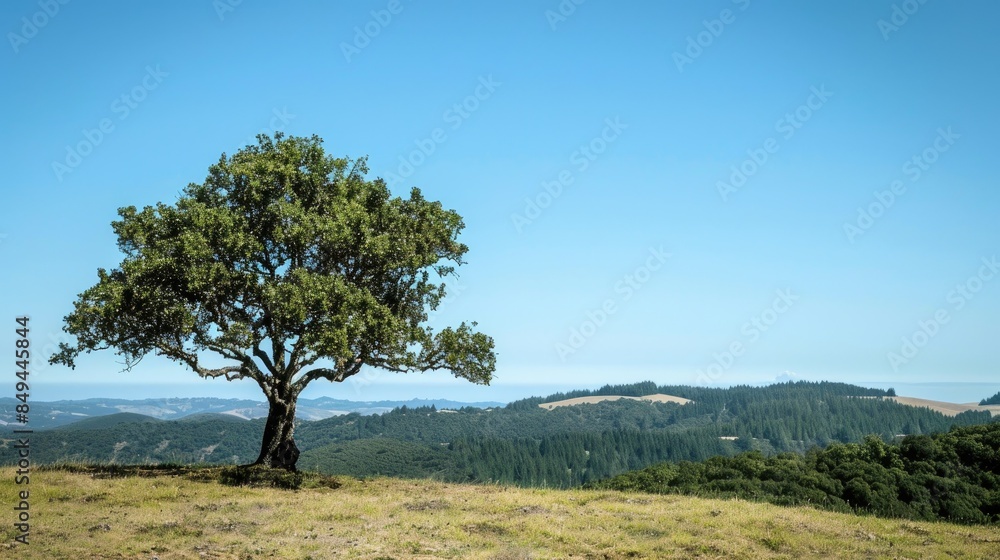 A solitary petite tree on a hillside overlooking far off hills a forest and a cloudless blue sky A solitary petite tree on a hillside overlooking far off hills a forest and a cloudless blue sky