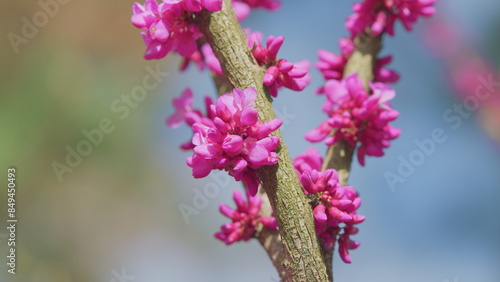 Early Spring. Cercis Siliquastrum Is Deciduous Tree. Pink Flowers On Judas Tree. Close up. photo