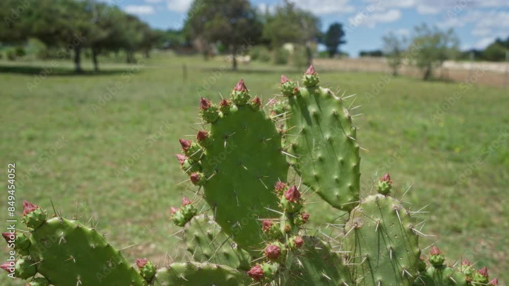 Opuntia cacti with buds in a peaceful outdoor setting in puglia, italy, showcasing natural beauty and greenery under a blue sky. Opuntia cacti with buds in a peaceful outdoor setting in puglia, italy, showcasing natural beauty and greenery under a blue sky.