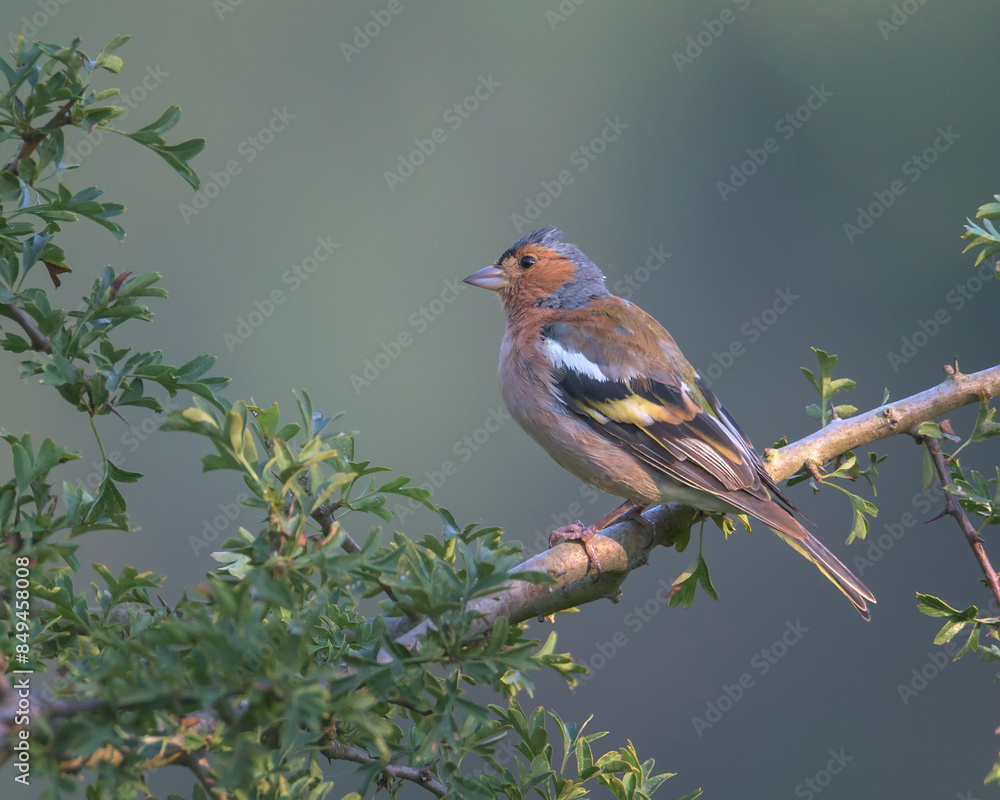 Fototapeta premium Chaffinch perched on a branch in its natural environment on a mountain in Bizkaia