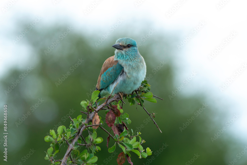 Obraz premium Rollier d'Europe,. Coracias garrulus, European Roller