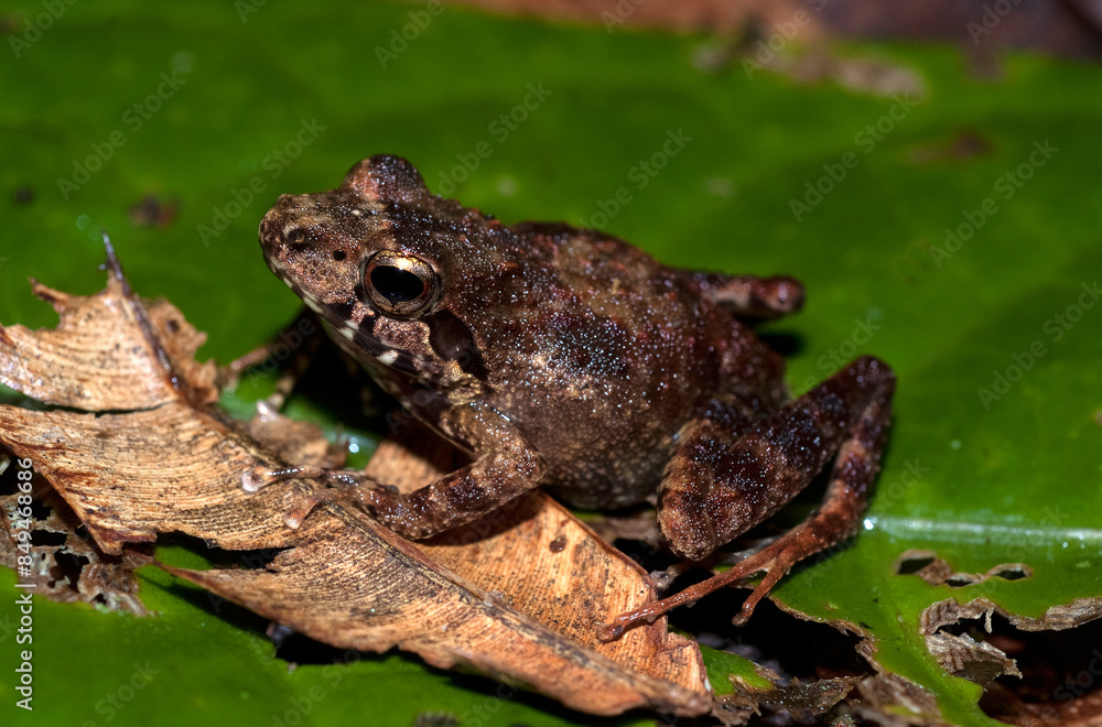 Grande rainette de Madagascar, Boophis madagascariensis, Madagascar Grande rainette de Madagascar, Boophis madagascariensis, Madagascar