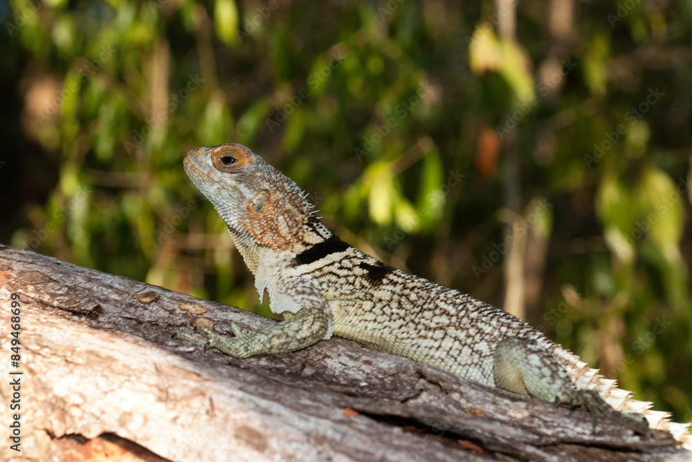 Oplurus de Cuvier, Oplurus Cuvieri, Afrique Oplurus de Cuvier, Oplurus Cuvieri, Afrique