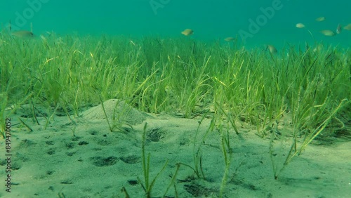 Picturesque underwater landscape: thickets of sea grass (Zostera marina) in sandy shallow water in the evening sun.