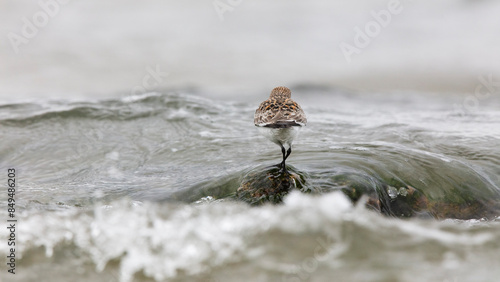 Wader bird balancing on a stone amid waves, Cantabria