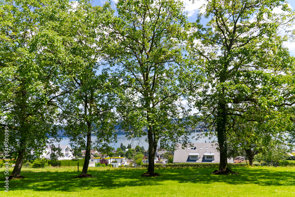 Scenic landscape with lawn and tees seen from hill at Swiss village of Rüschlikon on a sunny spring noon. Photo taken June 12th, 2024, Rüschlikon, Canton Zürich, Switzerland. Scenic landscape with lawn and tees seen from hill at Swiss village of Rüschlikon on a sunny spring noon. Photo taken June 12th, 2024, Rüschlikon, Canton Zürich, Switzerland.