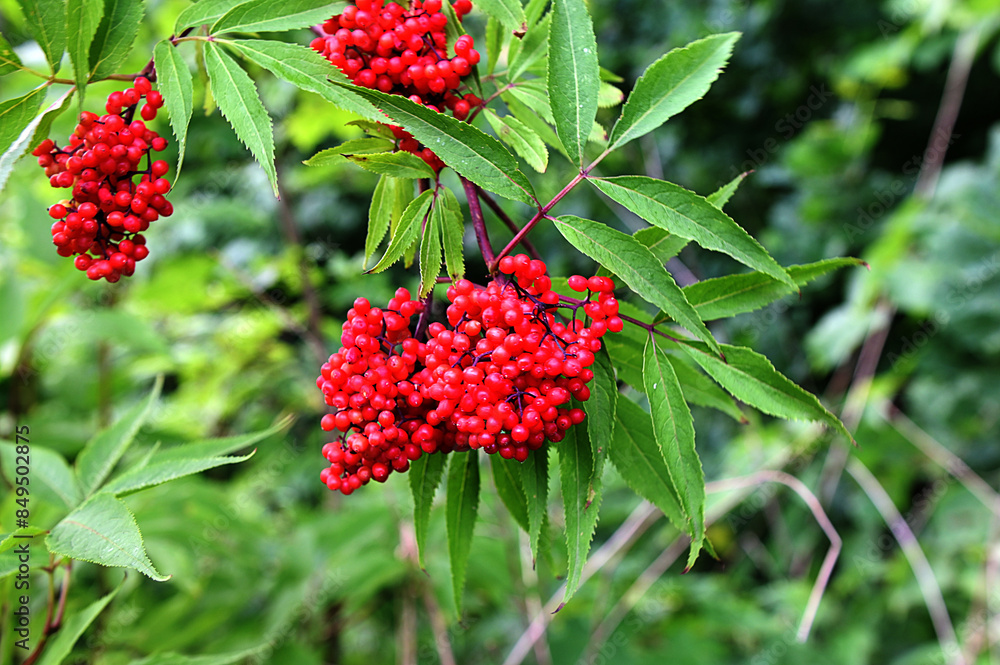 Red elderberry, Sambucus racemosa Red elderberry, Sambucus racemosa