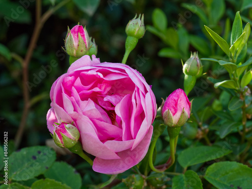 Wallpaper Mural pink rose bud Torontodigital.ca